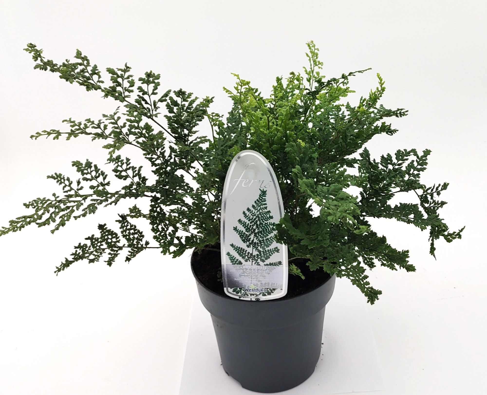 Dryopteris dilatata 'Lepidota Cristata'