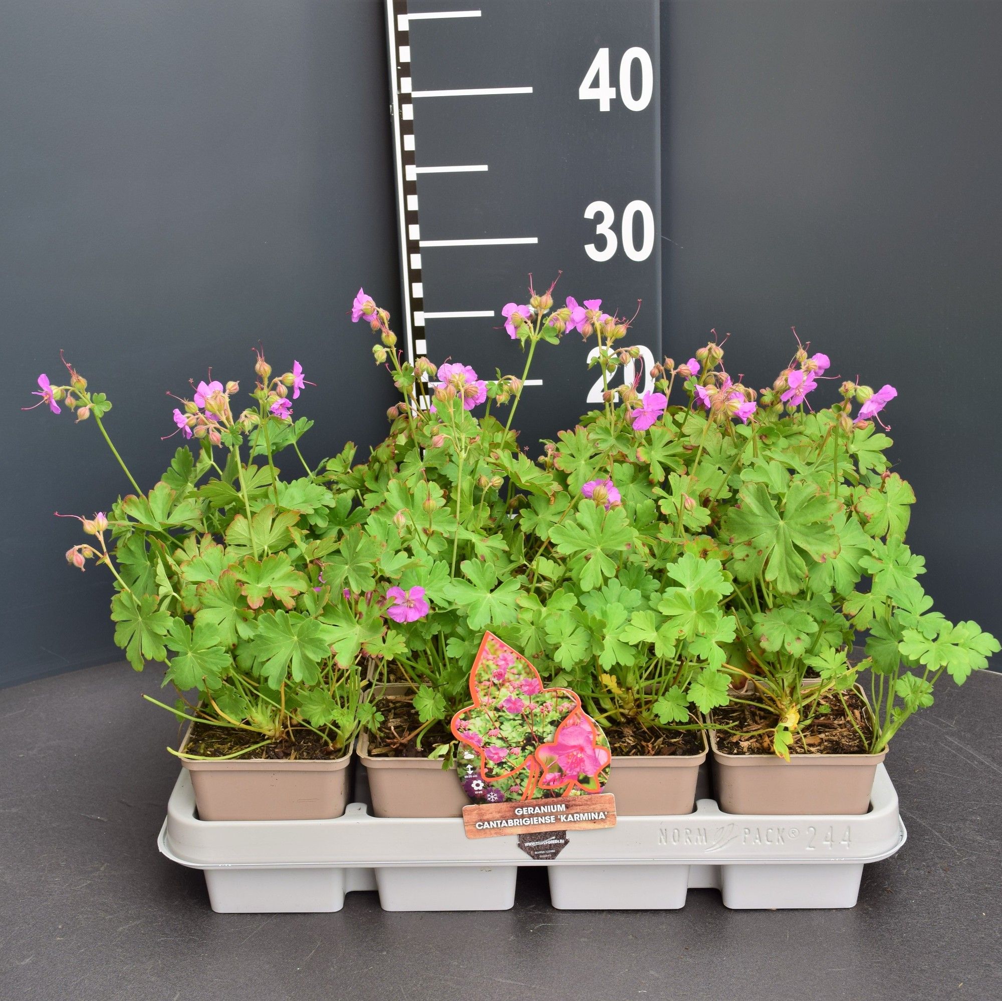 Geranium cantabrigiense 'Karmina'