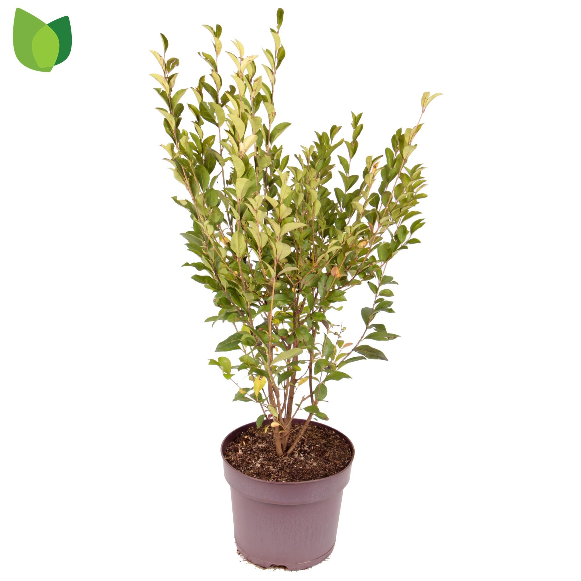 Ligustrum ovalifolium