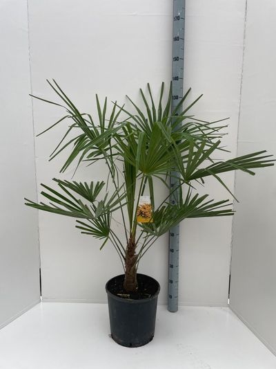 Trachycarpus fortunei