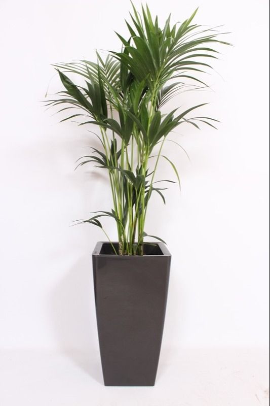 Howea Forsteriana in Piza pot "antraciet"