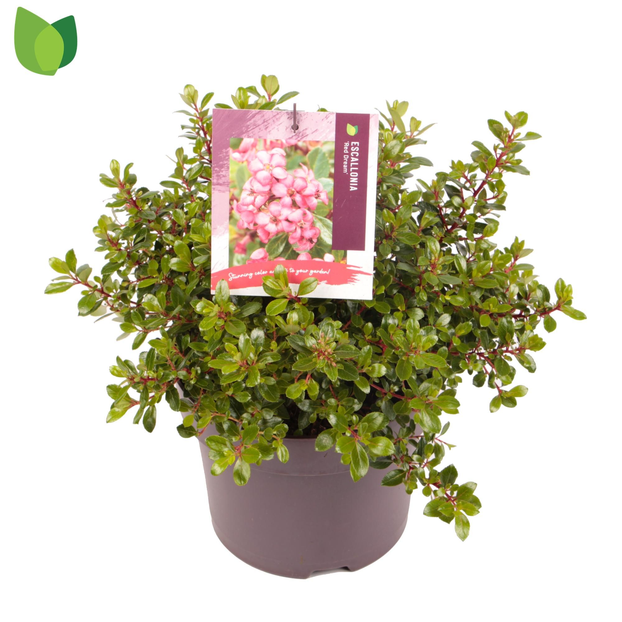 Escallonia 'Red Dream'