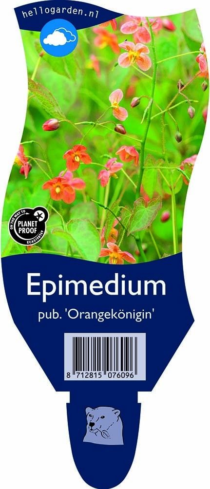 Epimedium pubigerum 'Orangekönigin'