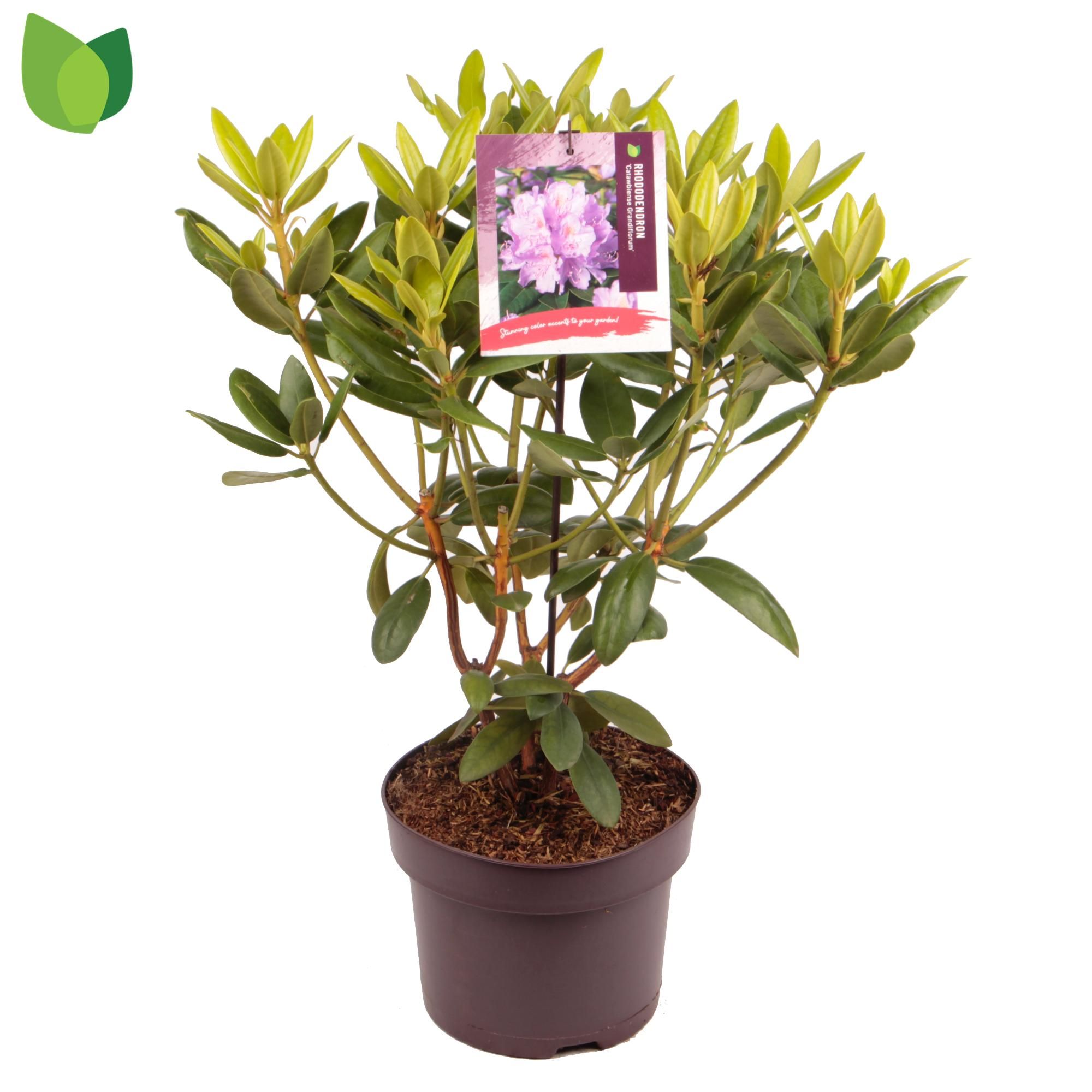 Rhododendron 'Catawb. Grandiflorum'