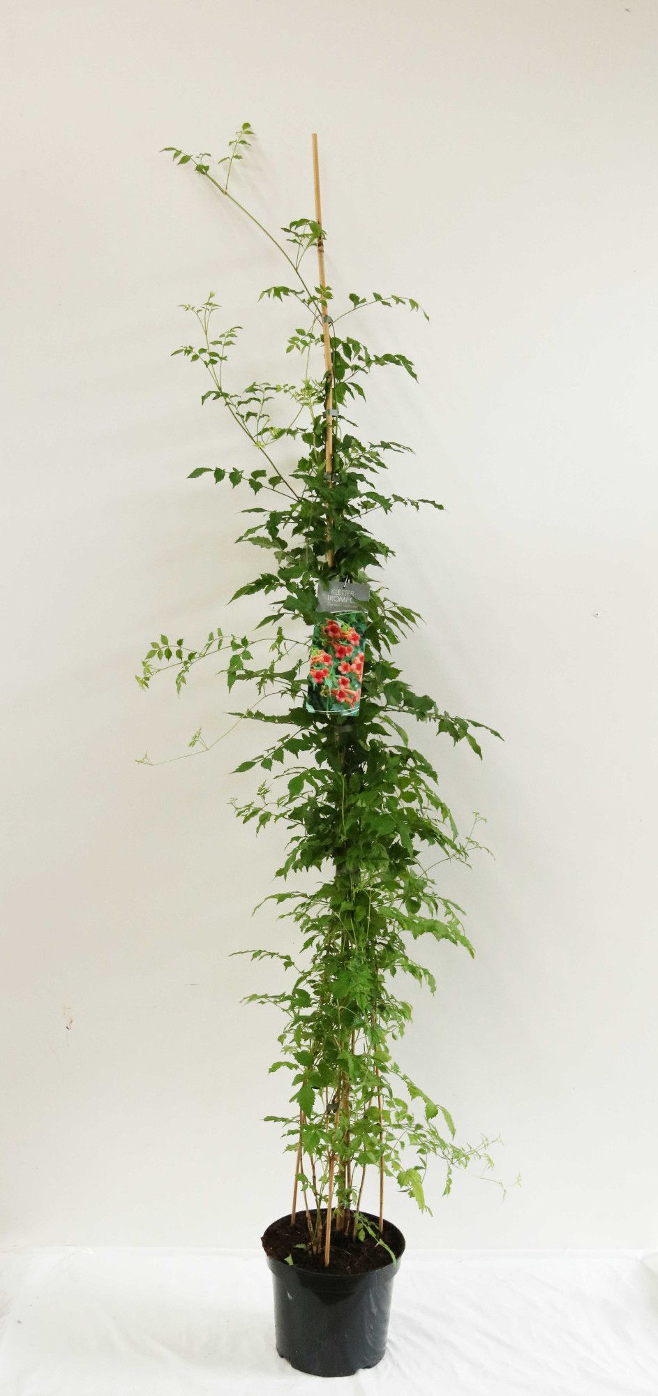 Campsis radicans