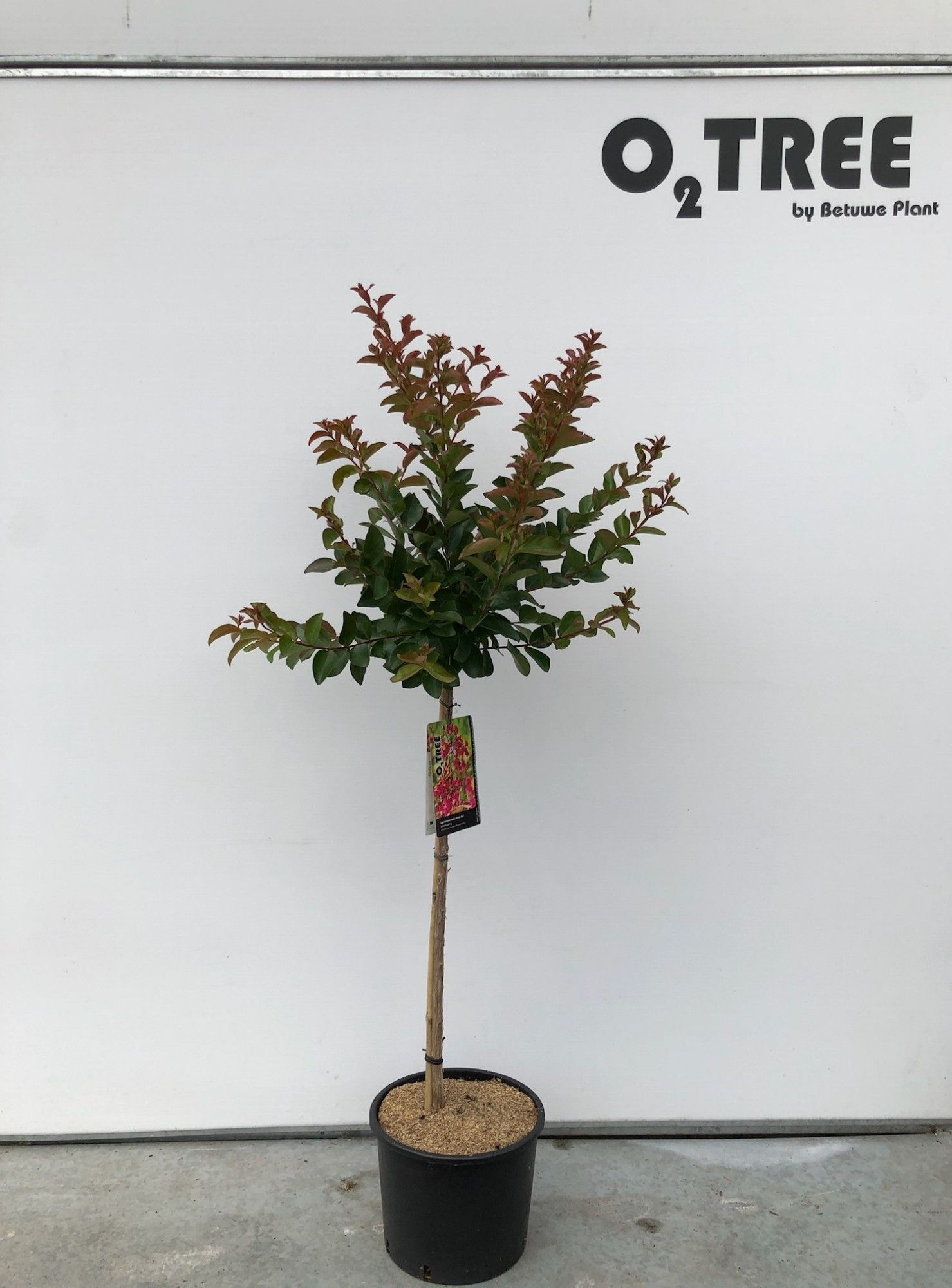 Lagerstroemia i. 'Purple Star' Halfst. stam