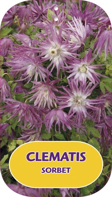 Clematis Sorbet ('Zosor')