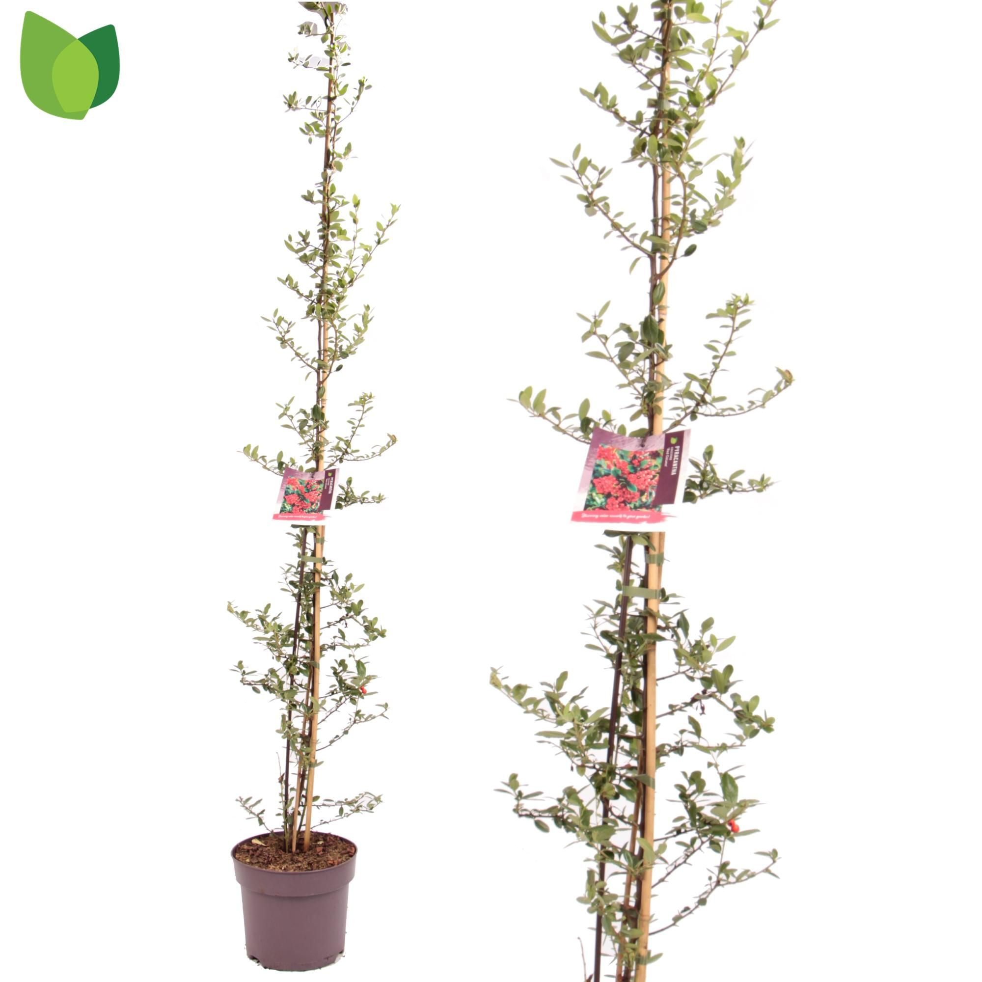 Pyracantha coccinea 'Red Column'