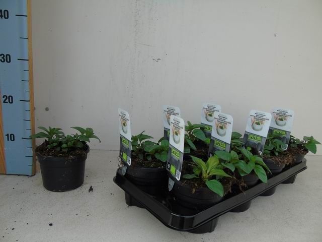 Mentha piperita 'Basilicum' basilicum bio munt