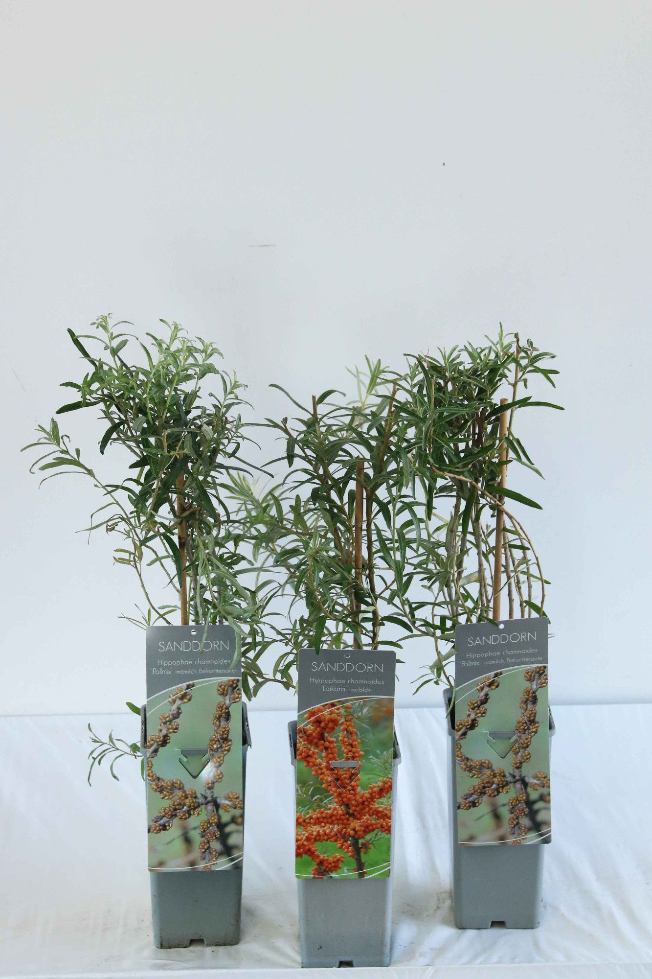 Hippophae rhamnoides in varieties