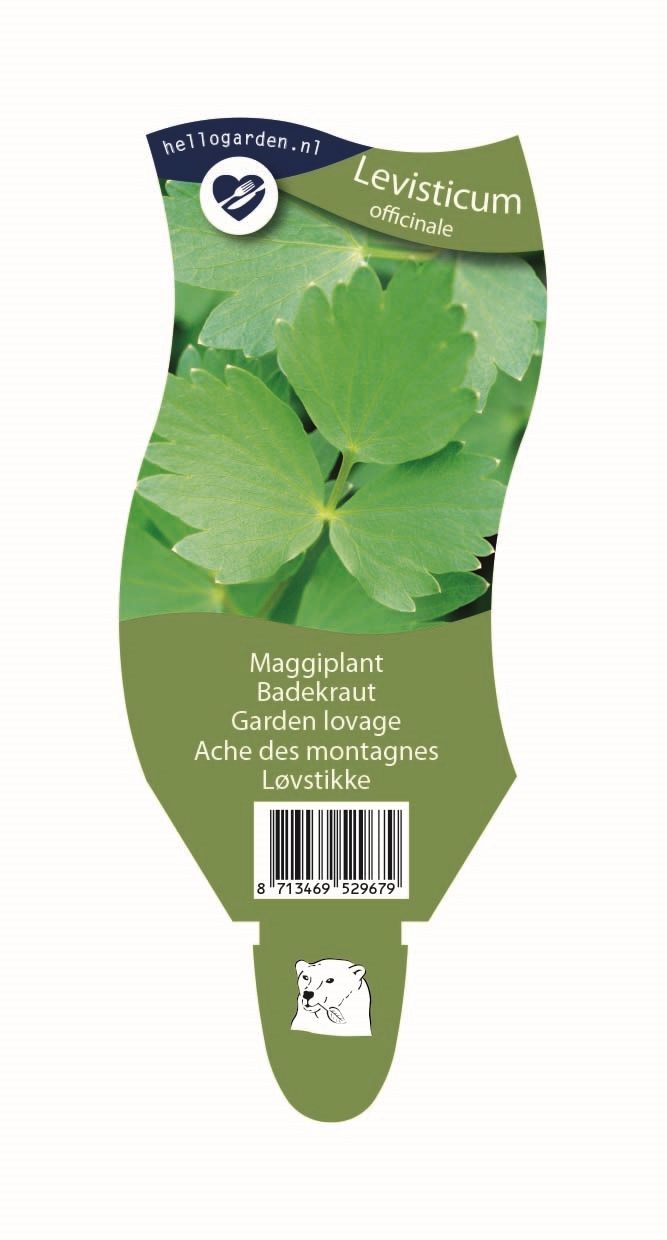 Levisticum officinale
