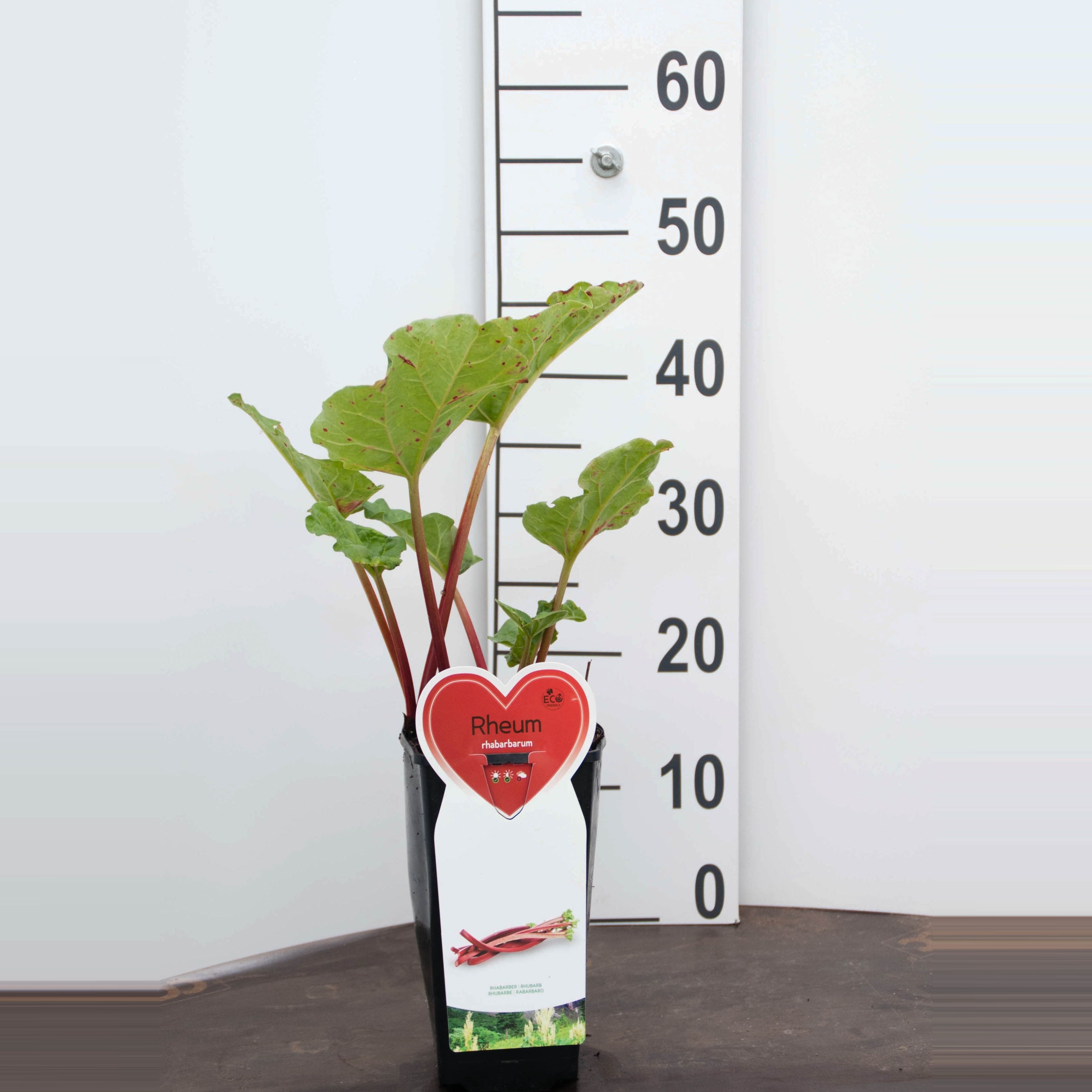 Rheum Kleinfruit Rheum Rhabarbarum (Rabarber), 2 liter