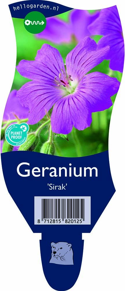Geranium 'Sirak'