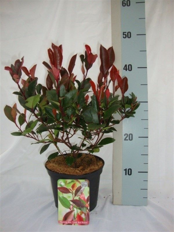 Photinia x fraseri 'Little Red Robin' | Hamiplant