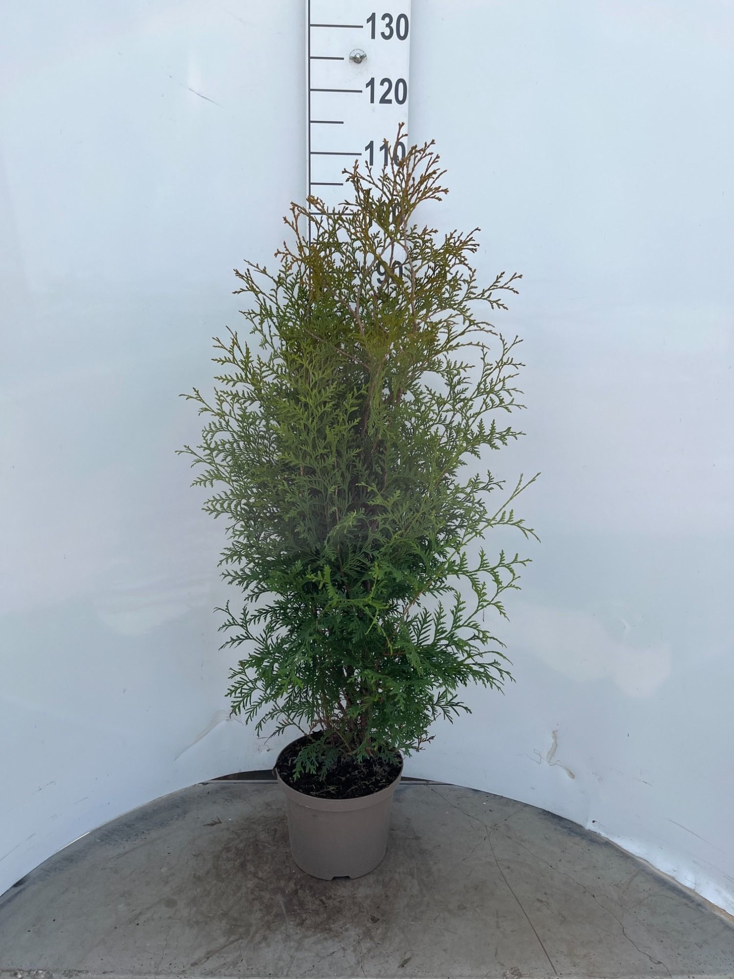 Thuja occ. 'Brabant' 100-120 | Gardenline