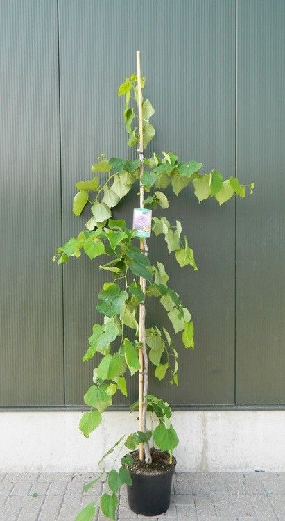 Cercis canadensis 'Vanilla Twist' beveerd