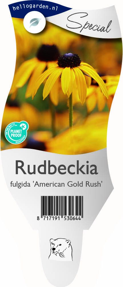 Rudbeckia fulg. 'American Gold Rush'