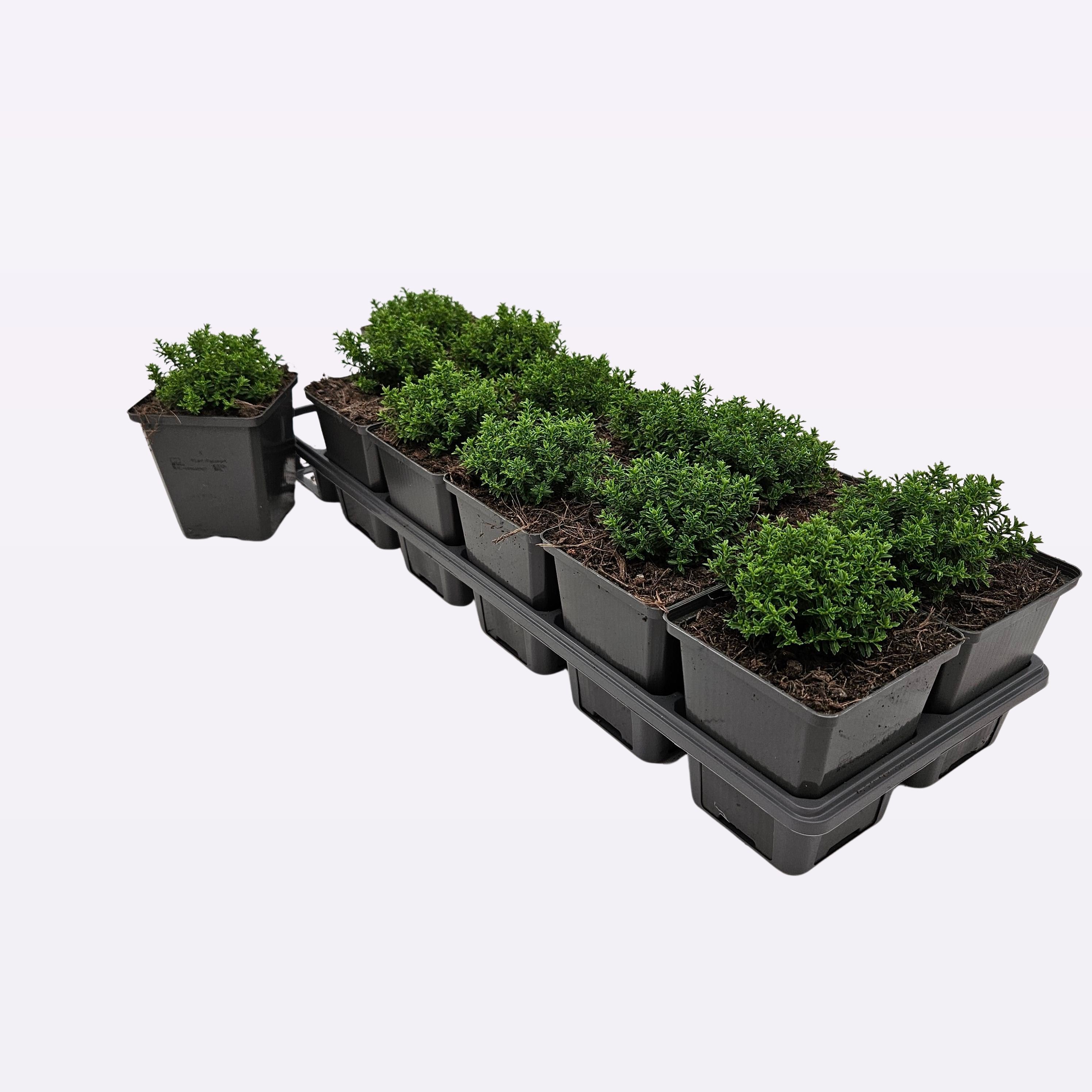 Hebe 'Emerald Green' 12-Tray