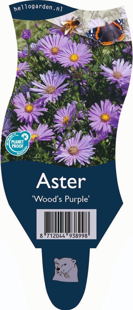 Aster 'Wood's Purple'