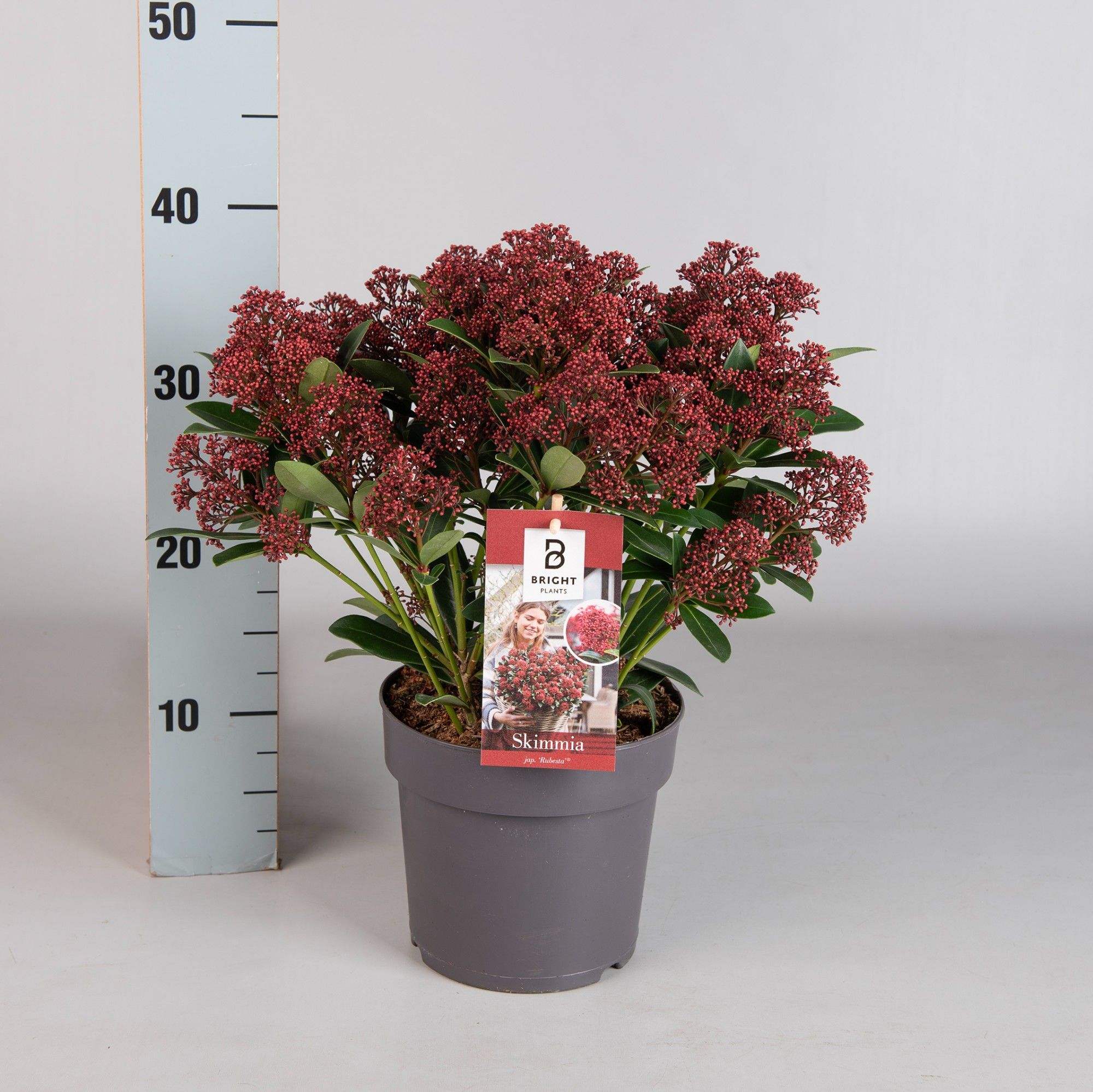 Skimmia jap. Rubesta ('Moerings 3')