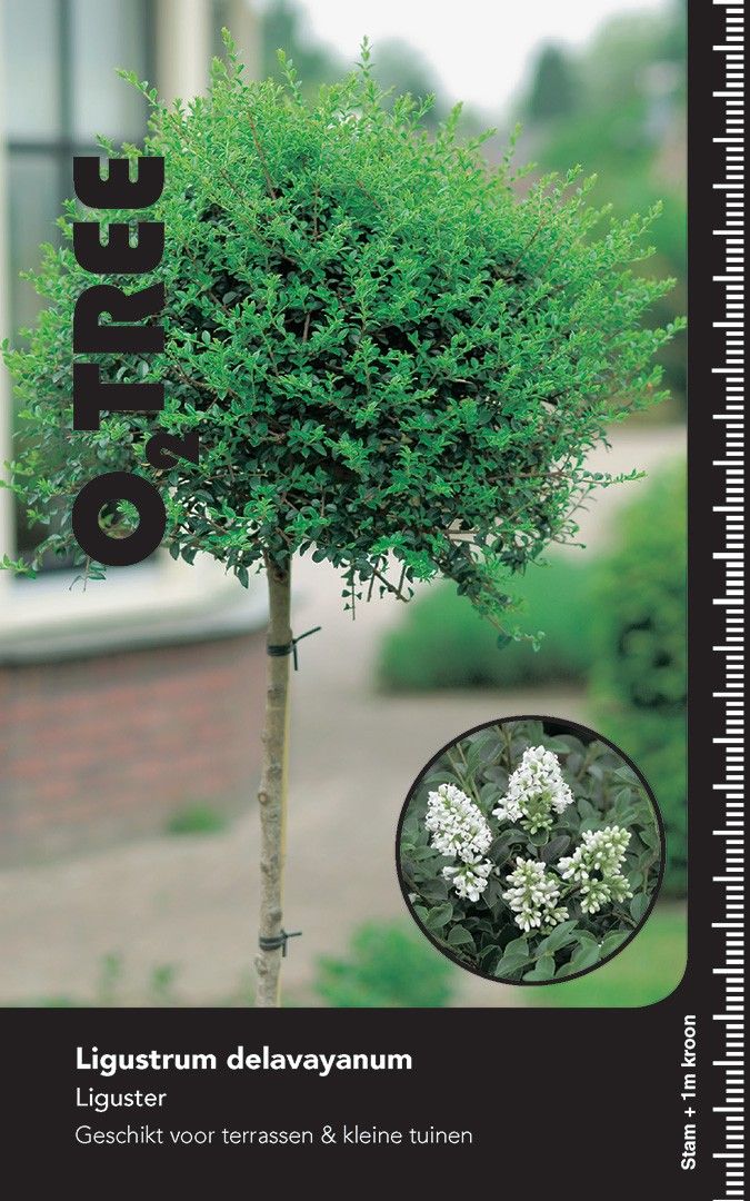Ligustrum delavayanum Ponpon