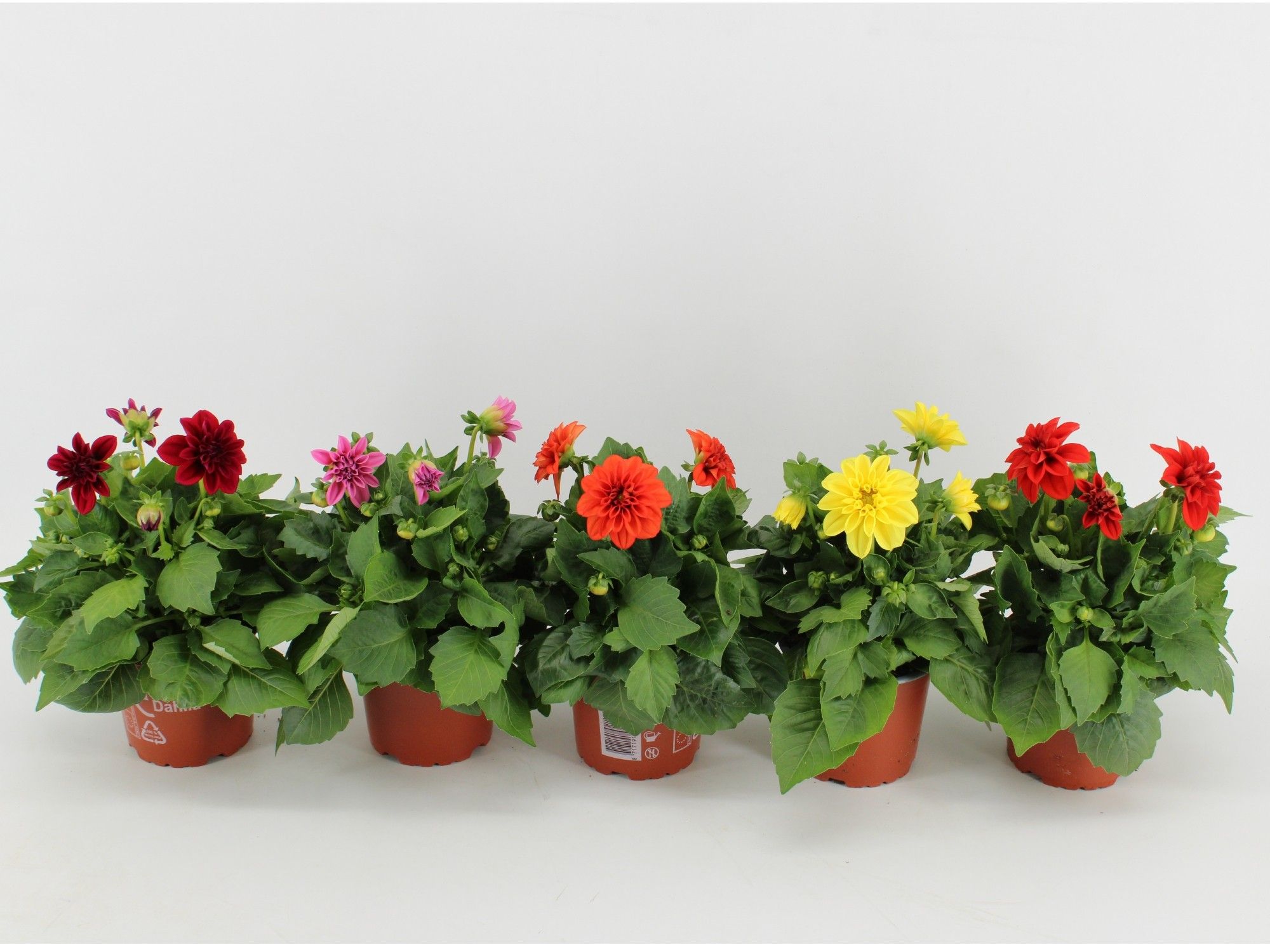Dahlia Dahlietta Mixtray