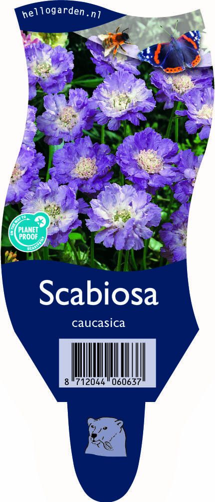 Scabiosa caucasica