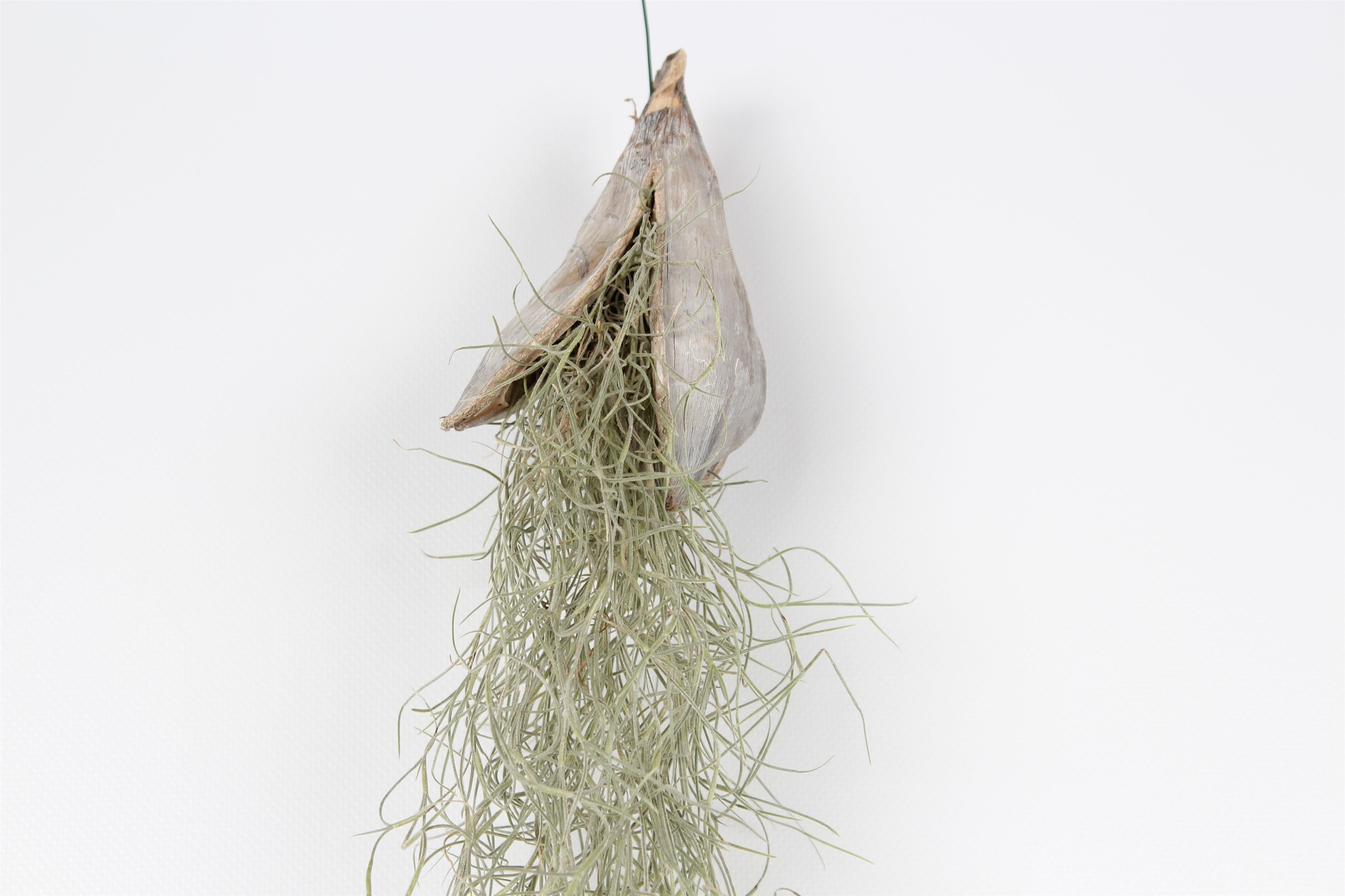 Till Usneoides