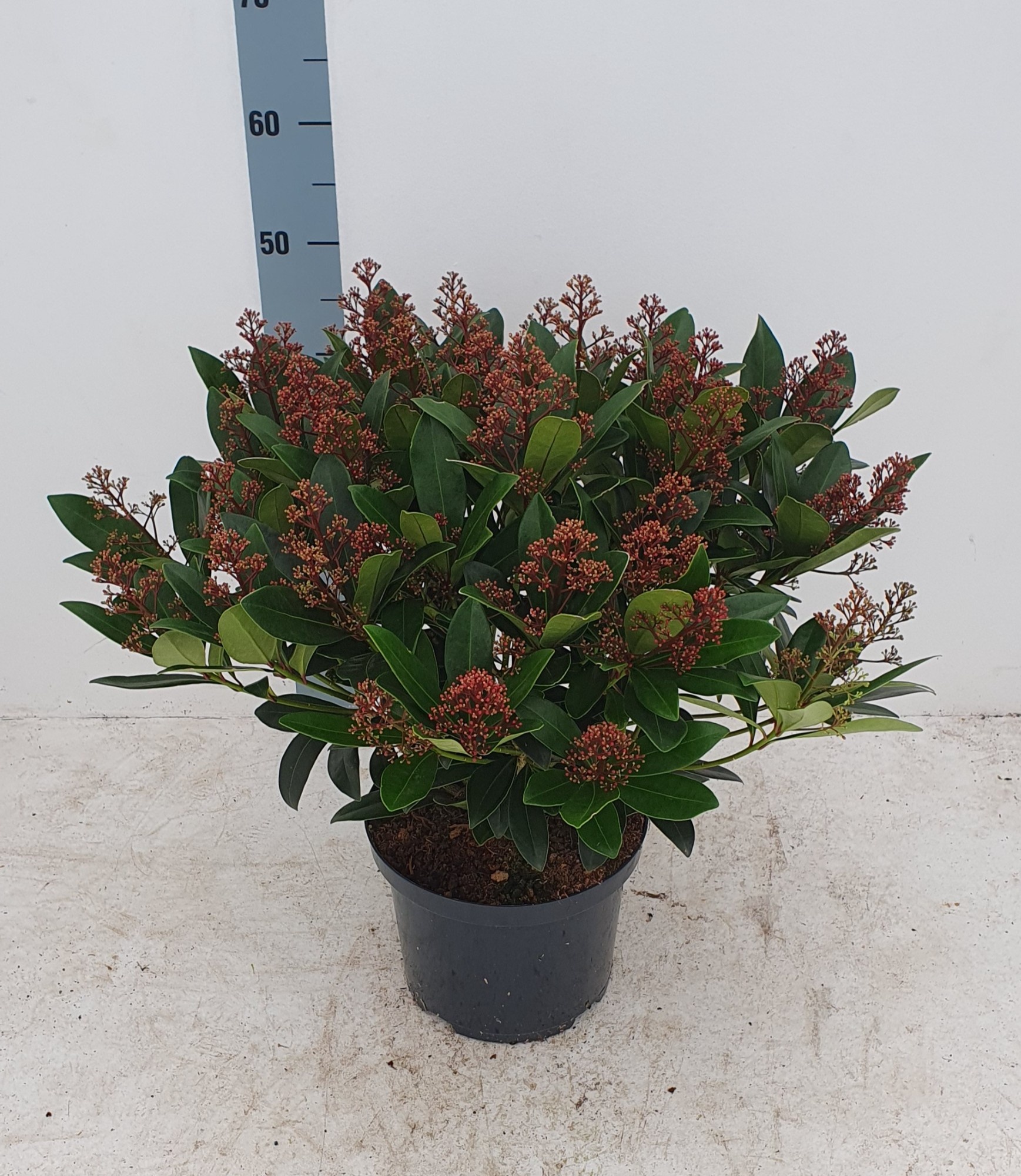 Skimmia jap. 'Rubella' 40+ Flower