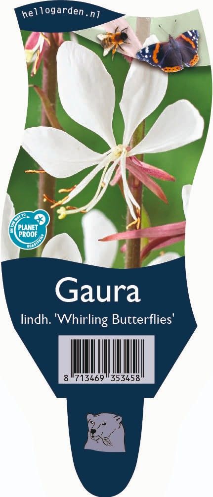 Gaura lindheimeri 'Whirling Butterflies'