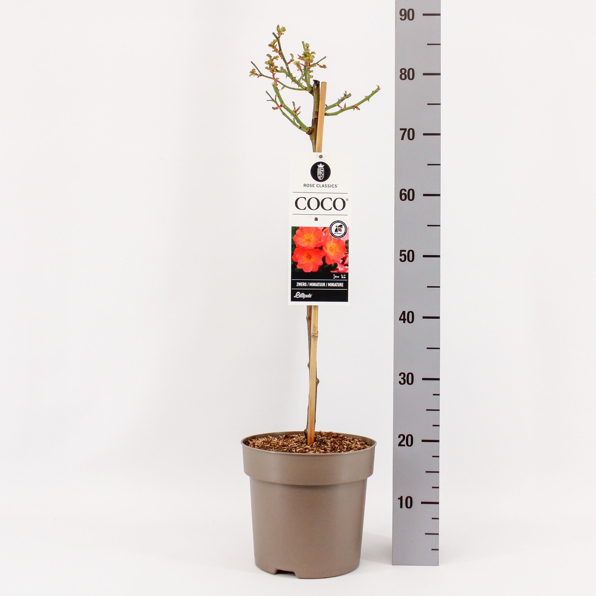 Rosa (M) 'Coco' stam