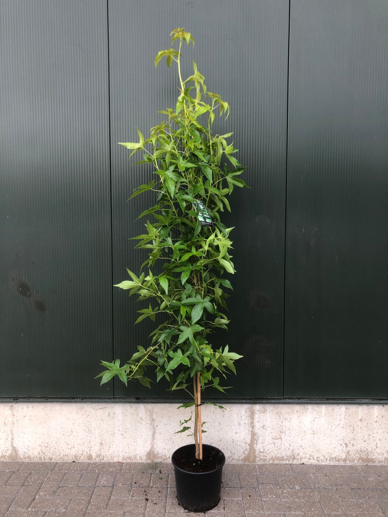 Liquidambar s. 'Slenders Silhouet' 8/10 Beveerd