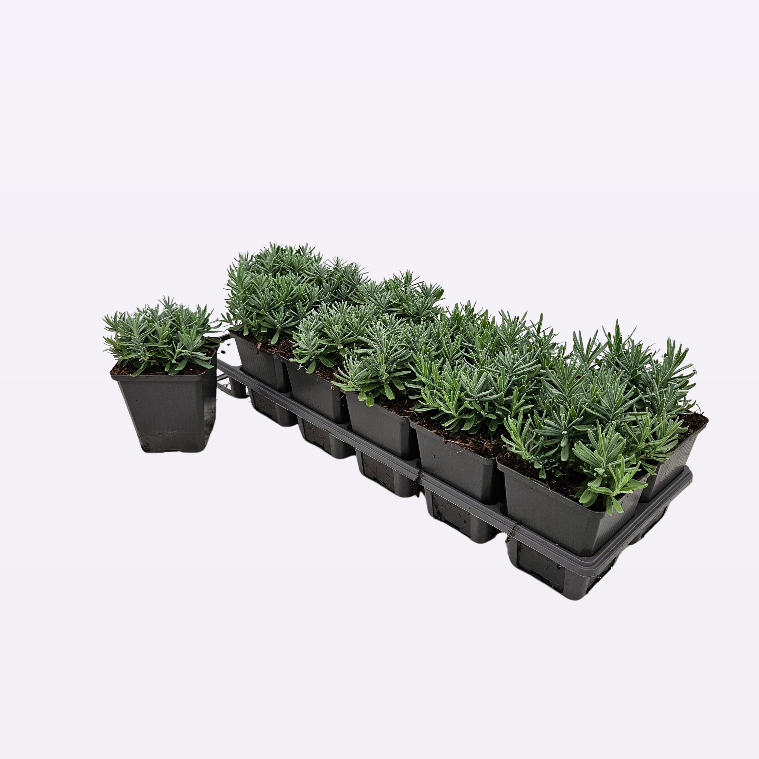 Lavandula angustifolia 'Hidcote' 12 tray