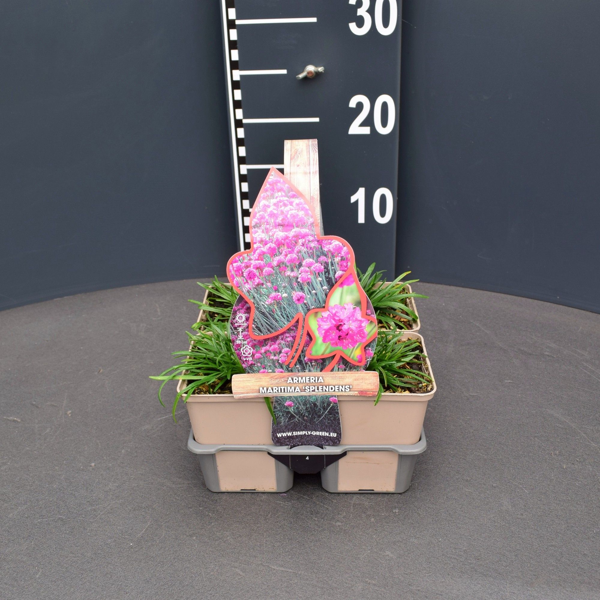 Armeria maritima 'Splendens' 4 pack