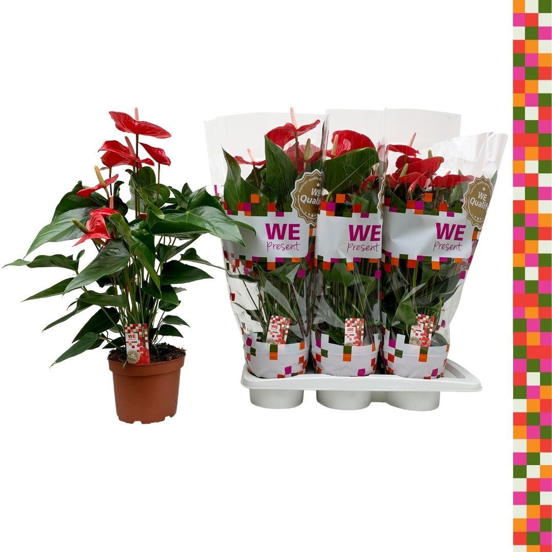 Anthurium (Andreanum Grp) Felicita | Hamiplant