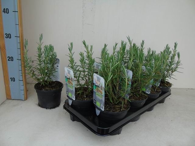 Rosmarinus officinalis bio rozemarijn
