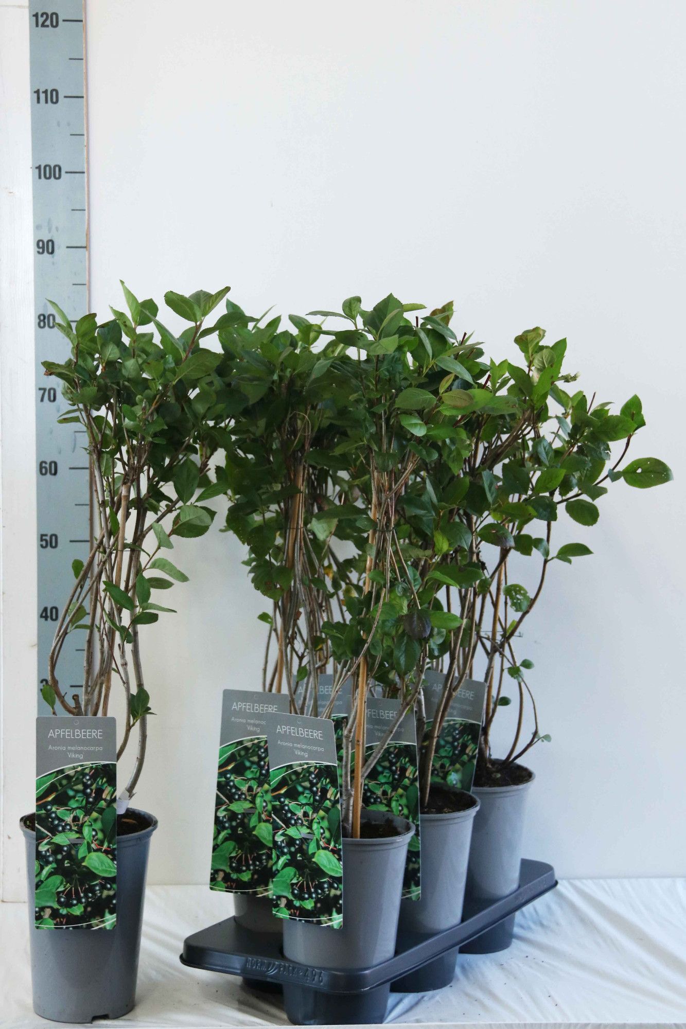 Aronia prunifolia 'Viking'