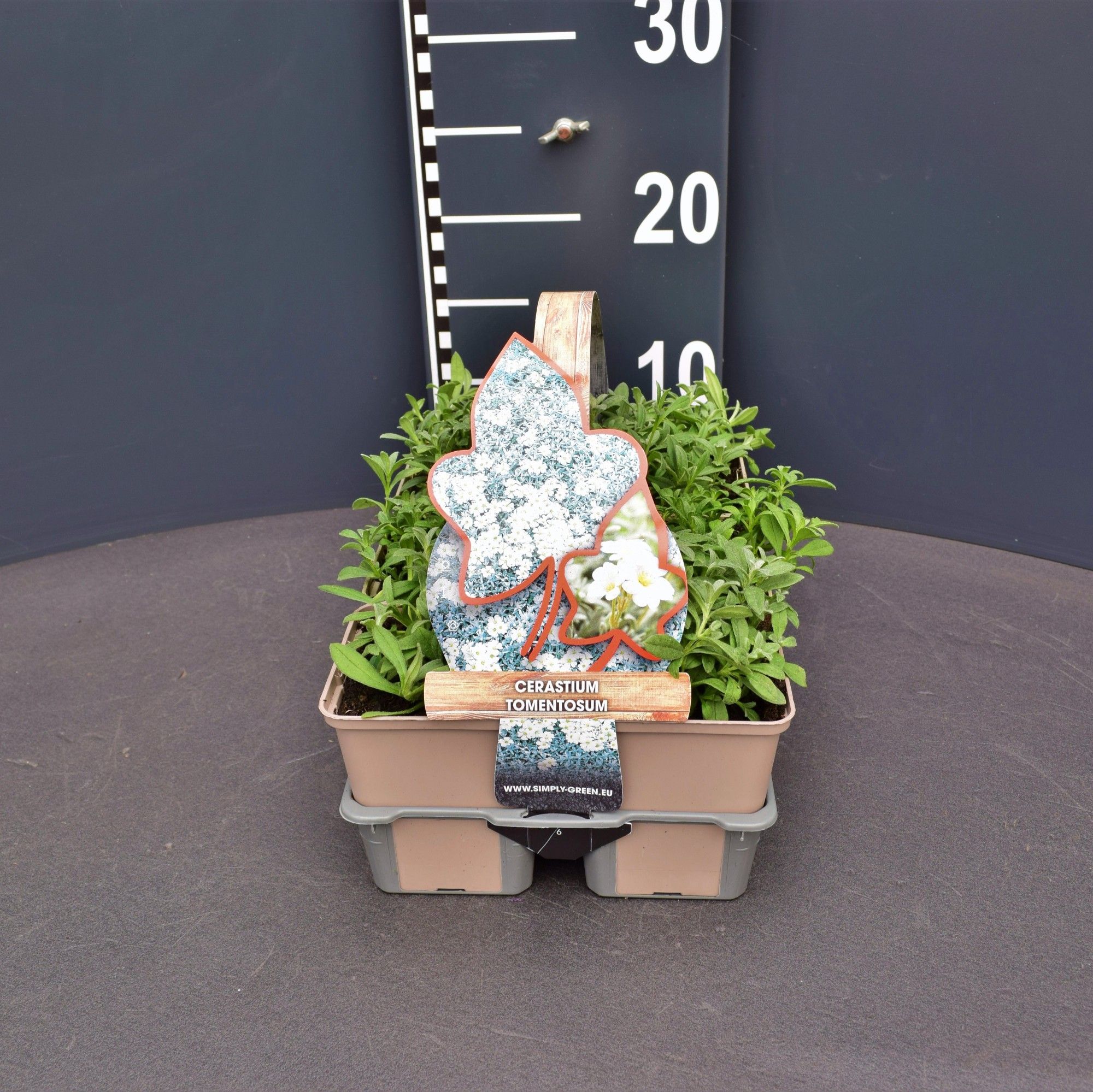 Cerastium tomentosum 6 pack
