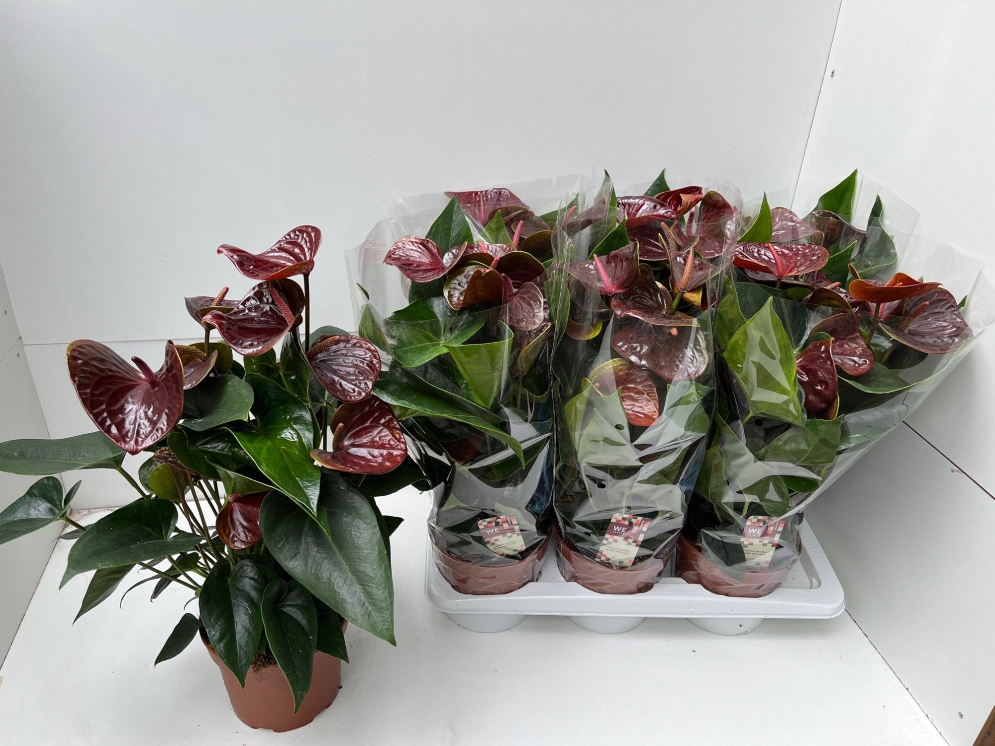 anzuchtset bonsai Premium-Bonsai-Anzuchtset | Originelle Geschenkidee
