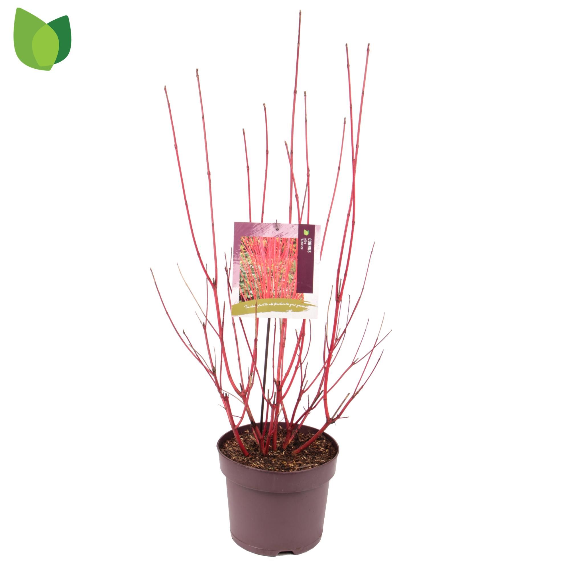 Cornus alba 'Sibirica'