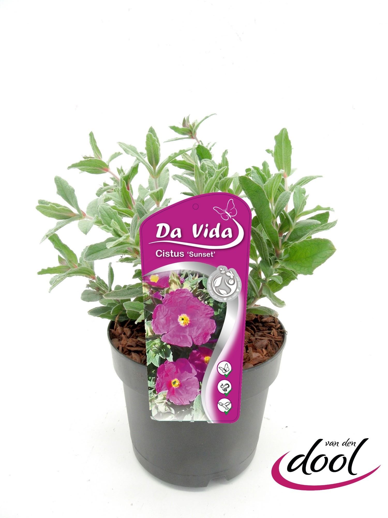 Cistus pulverulentus 'Sunset'
