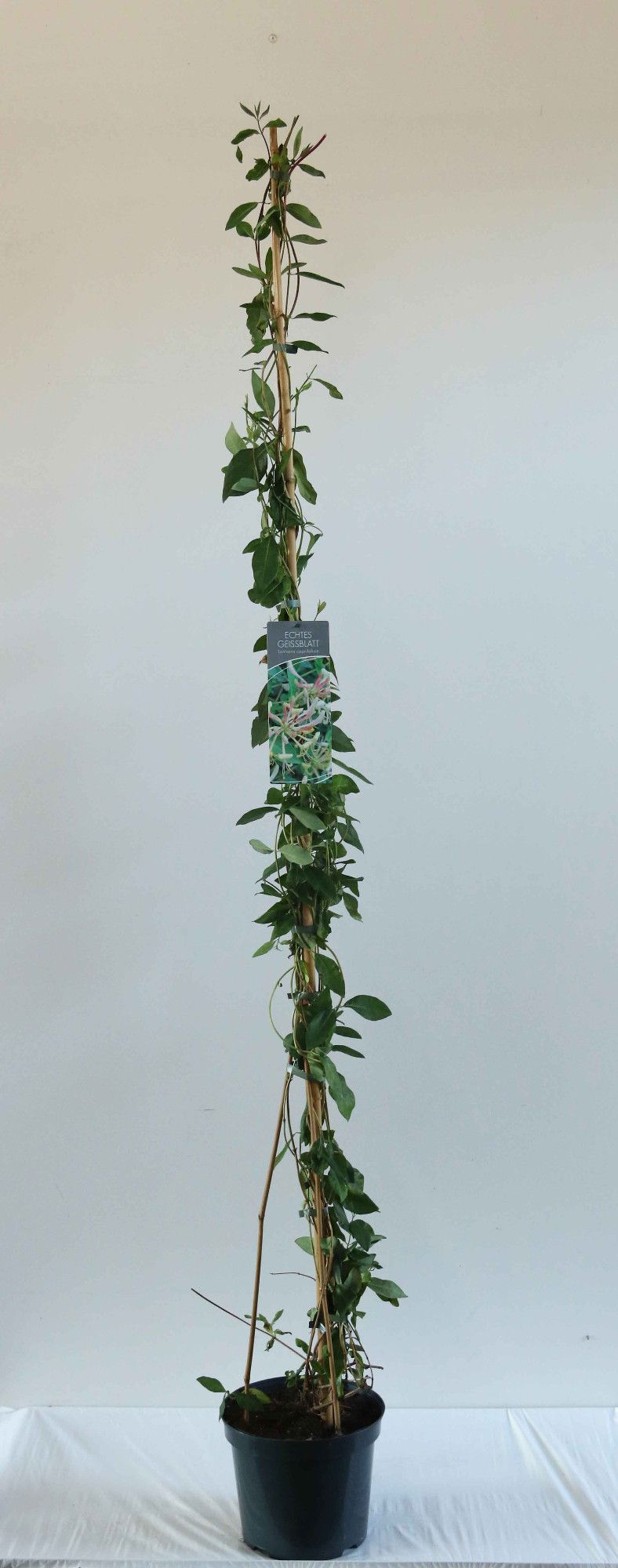 Lonicera caprifolium