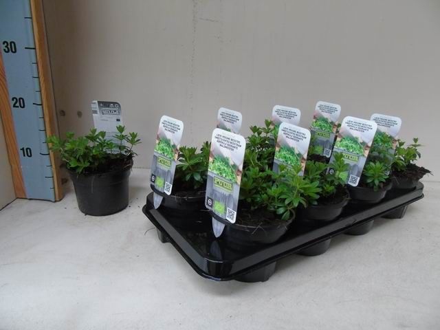 Galium odoratum bedstro bio lieve vrouwe