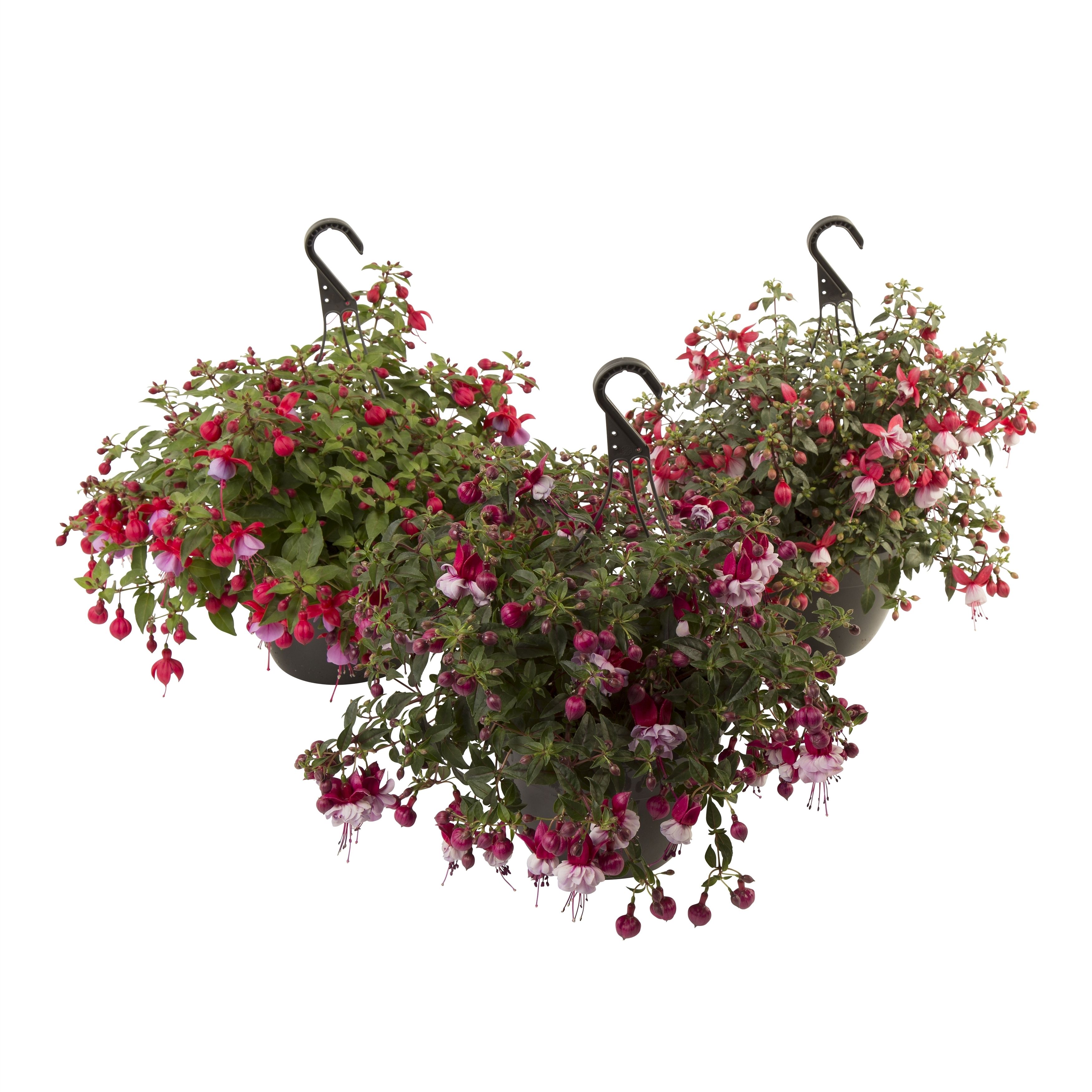 Fuchsia Hangfuchsia - Bella Fuchsia