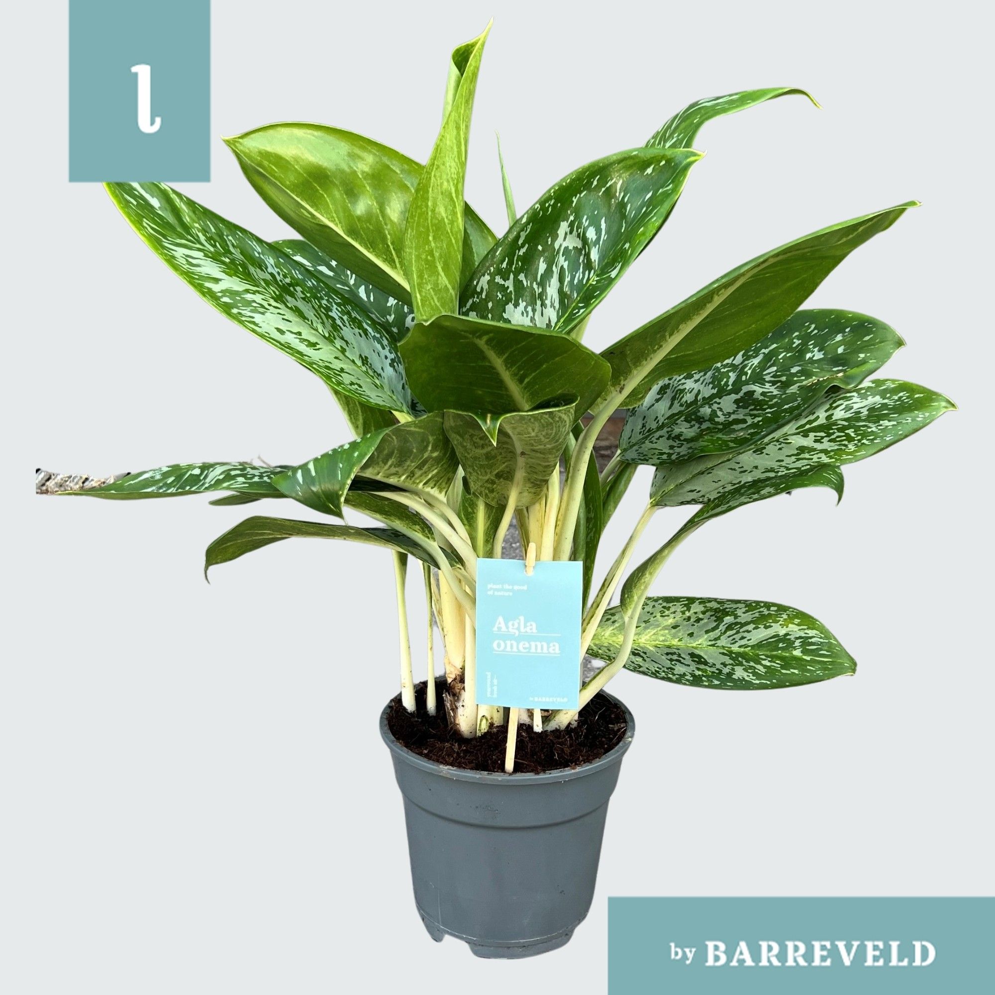 Green Agla ‘britt’ (aglaonema)