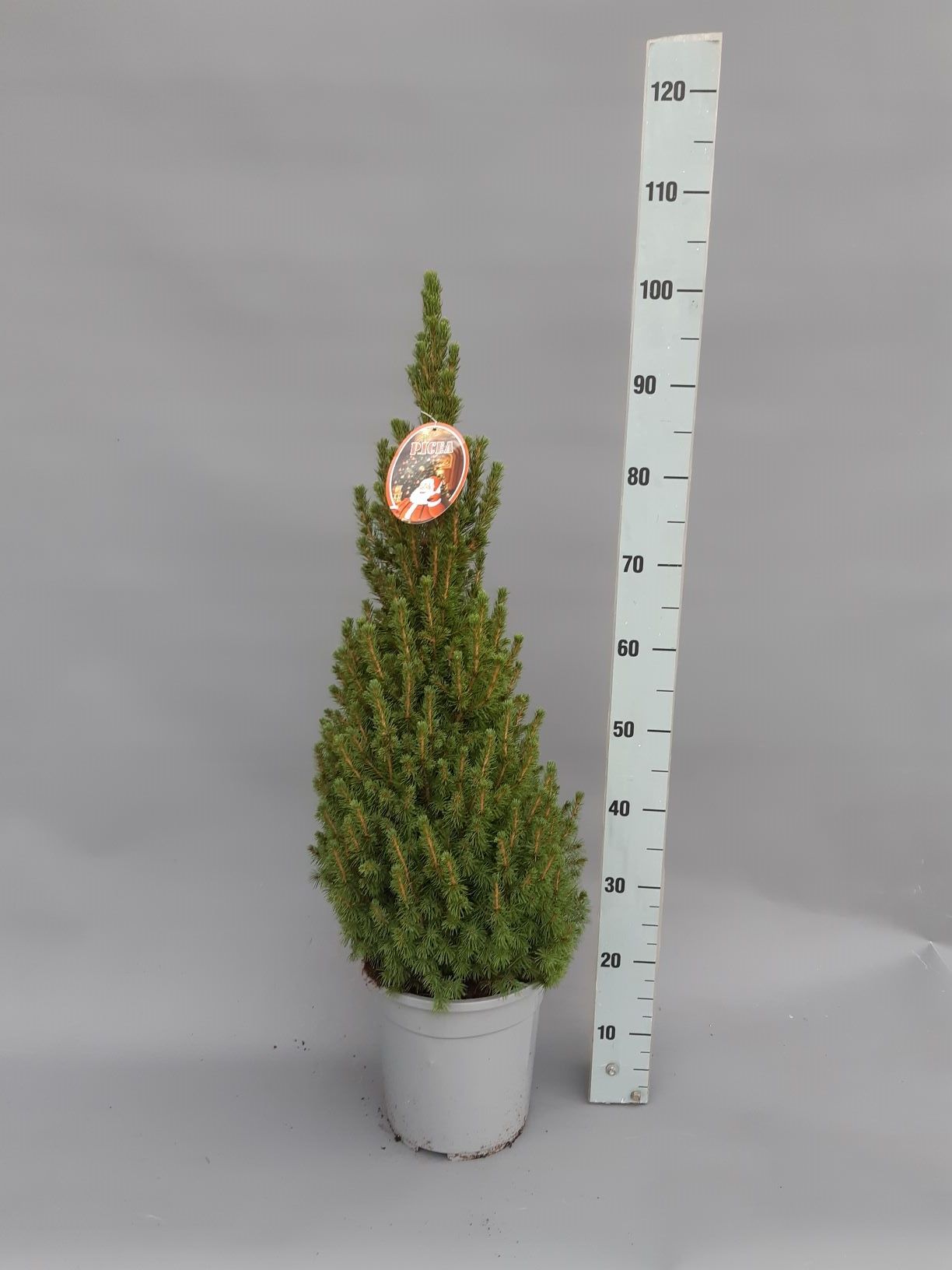Picea glauga Conica