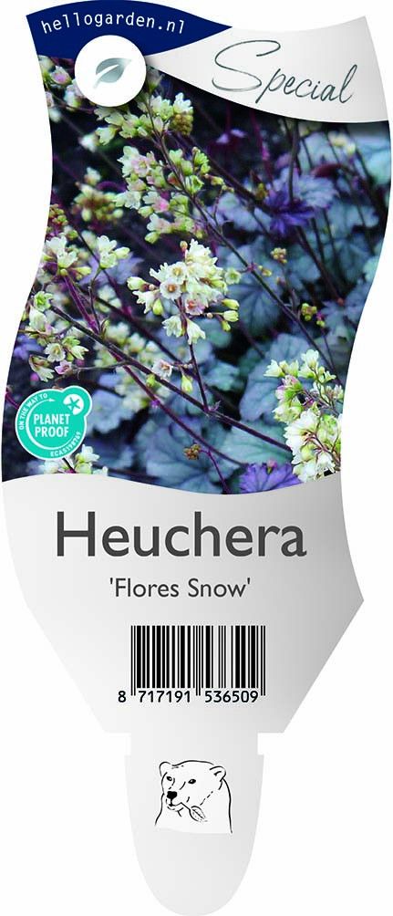 Heuchera 'Flores Snow'