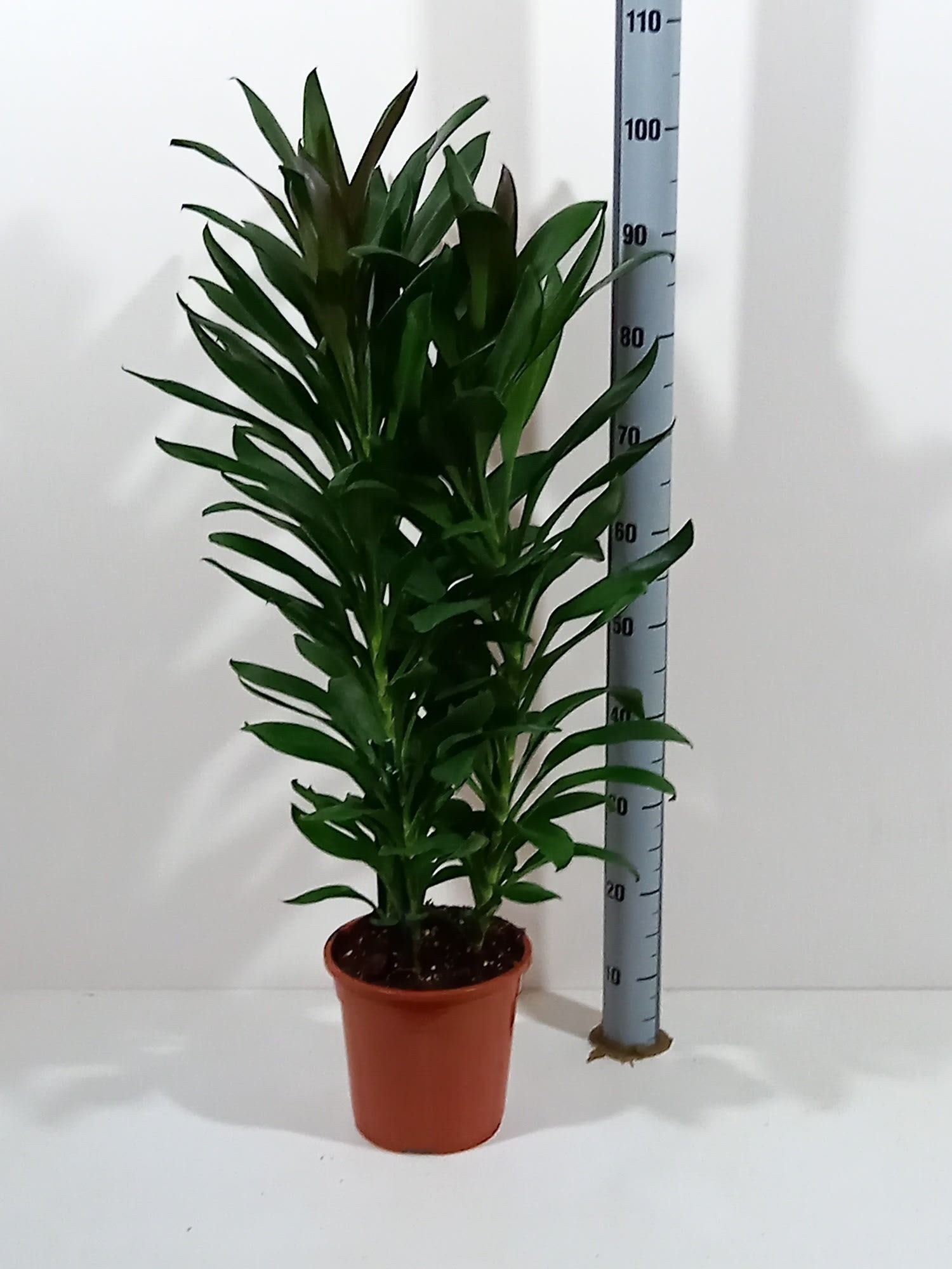 Cordyline 'Glauca' | Hamiplant