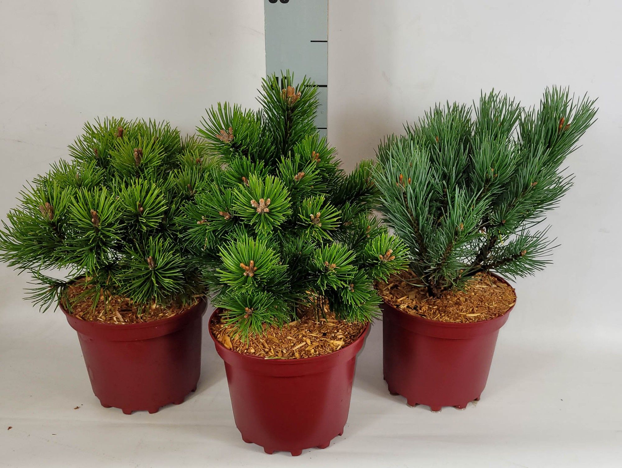 Pinus Mix
