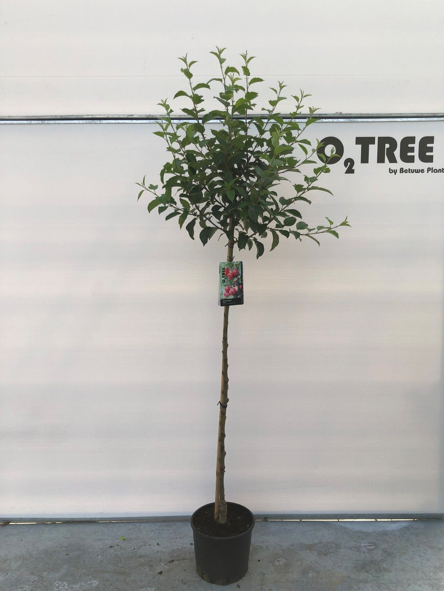 Malus 'Red Sentinel' stam